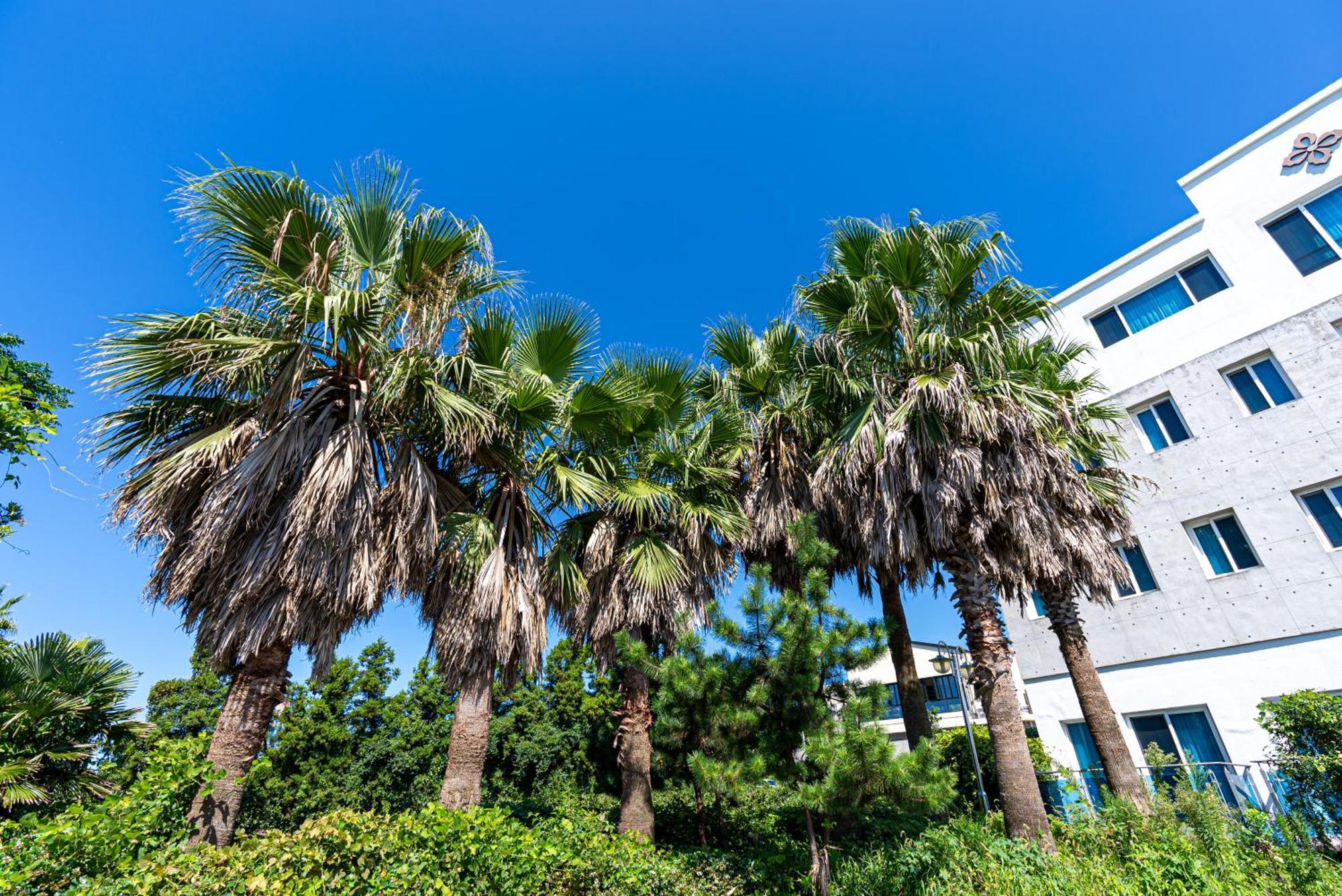 סאוגוויפו Hotel The Grang Jungmun מראה חיצוני תמונה